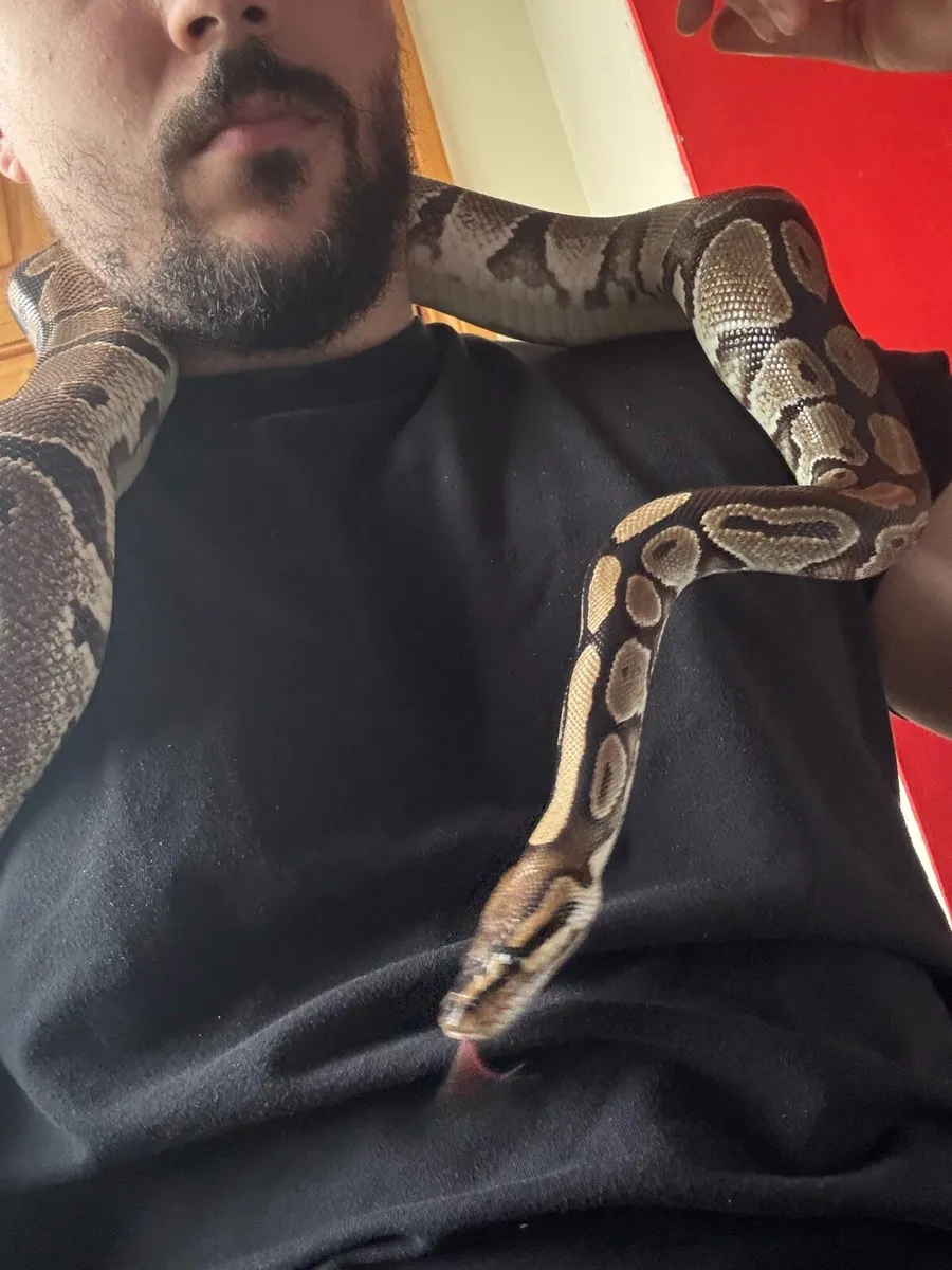 Royal Python - Image 1