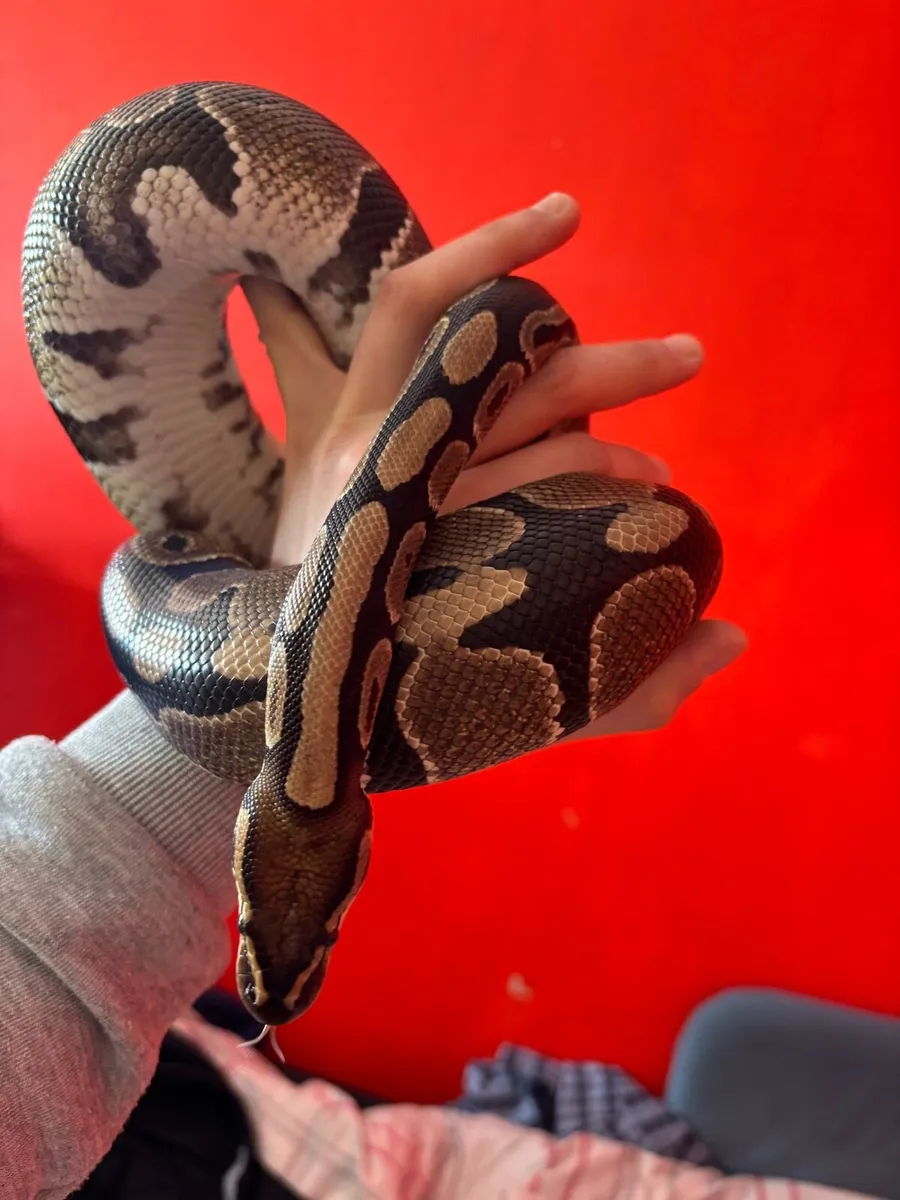 Royal Python - Image 3
