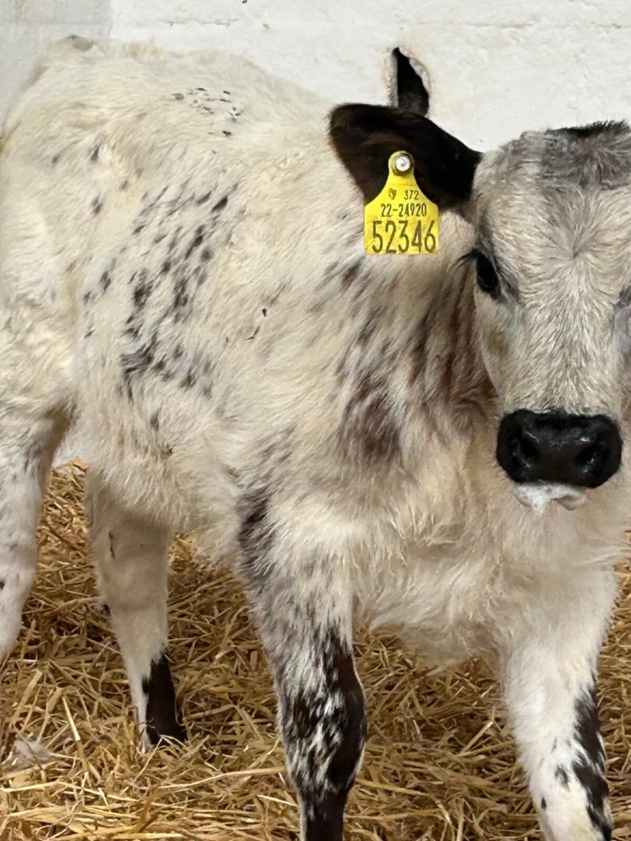 2 PROPER HEIFER SUCKS FOR SUCKING COWS - Image 1