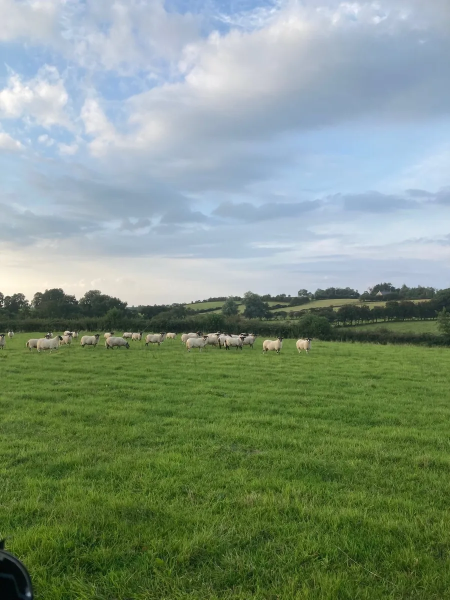 Sheep - Image 4
