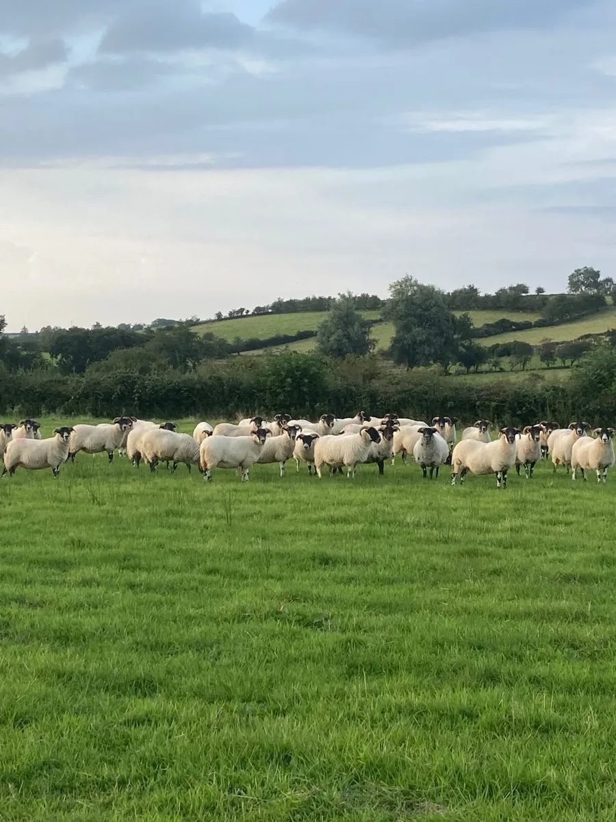 Sheep - Image 1