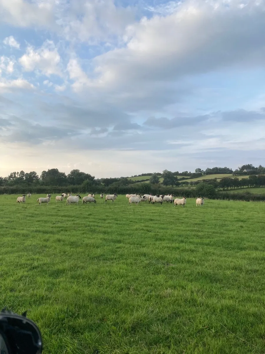 Sheep - Image 2