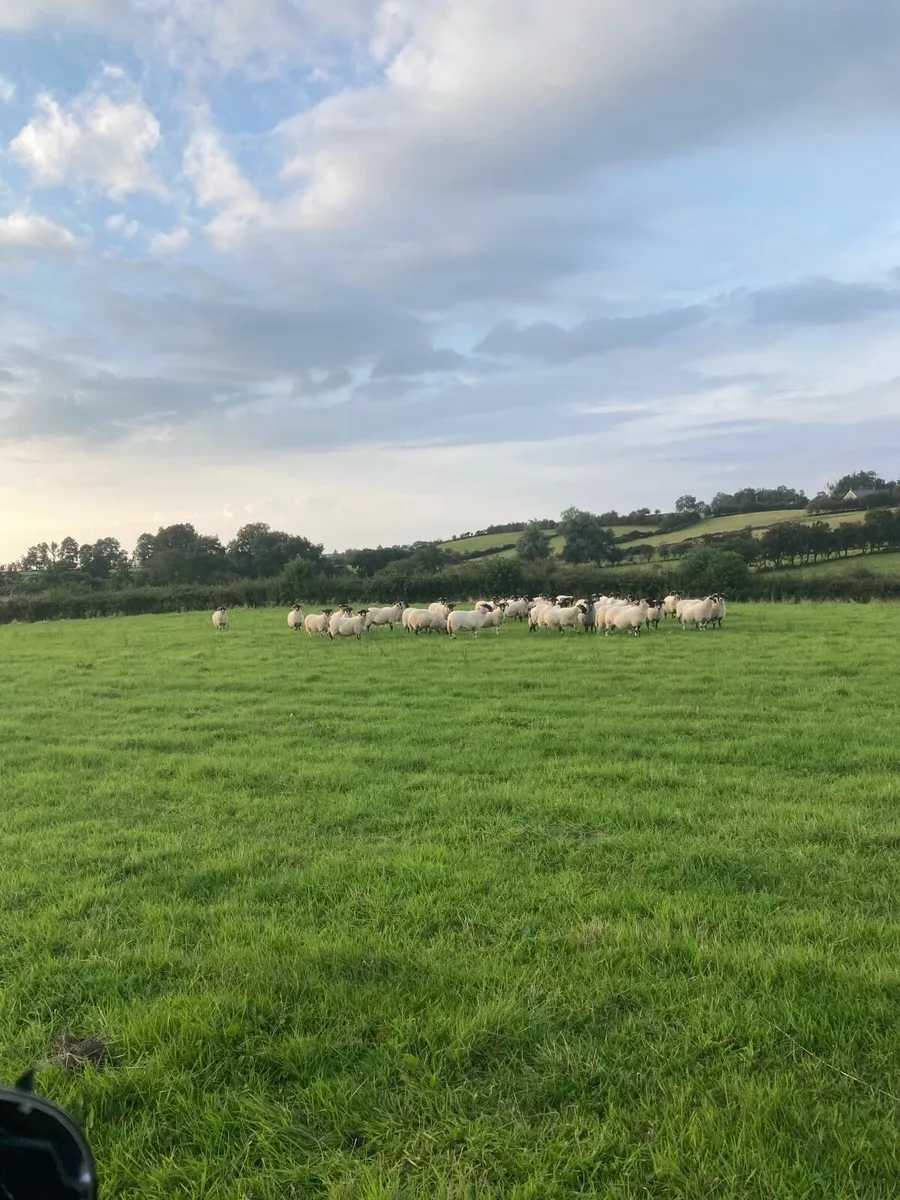 Sheep - Image 3