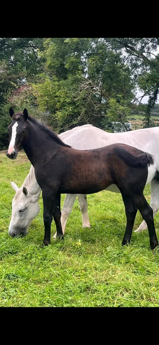 Sligo candy boy filly - Image 4