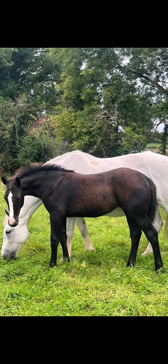 Sligo candy boy filly - Image 1