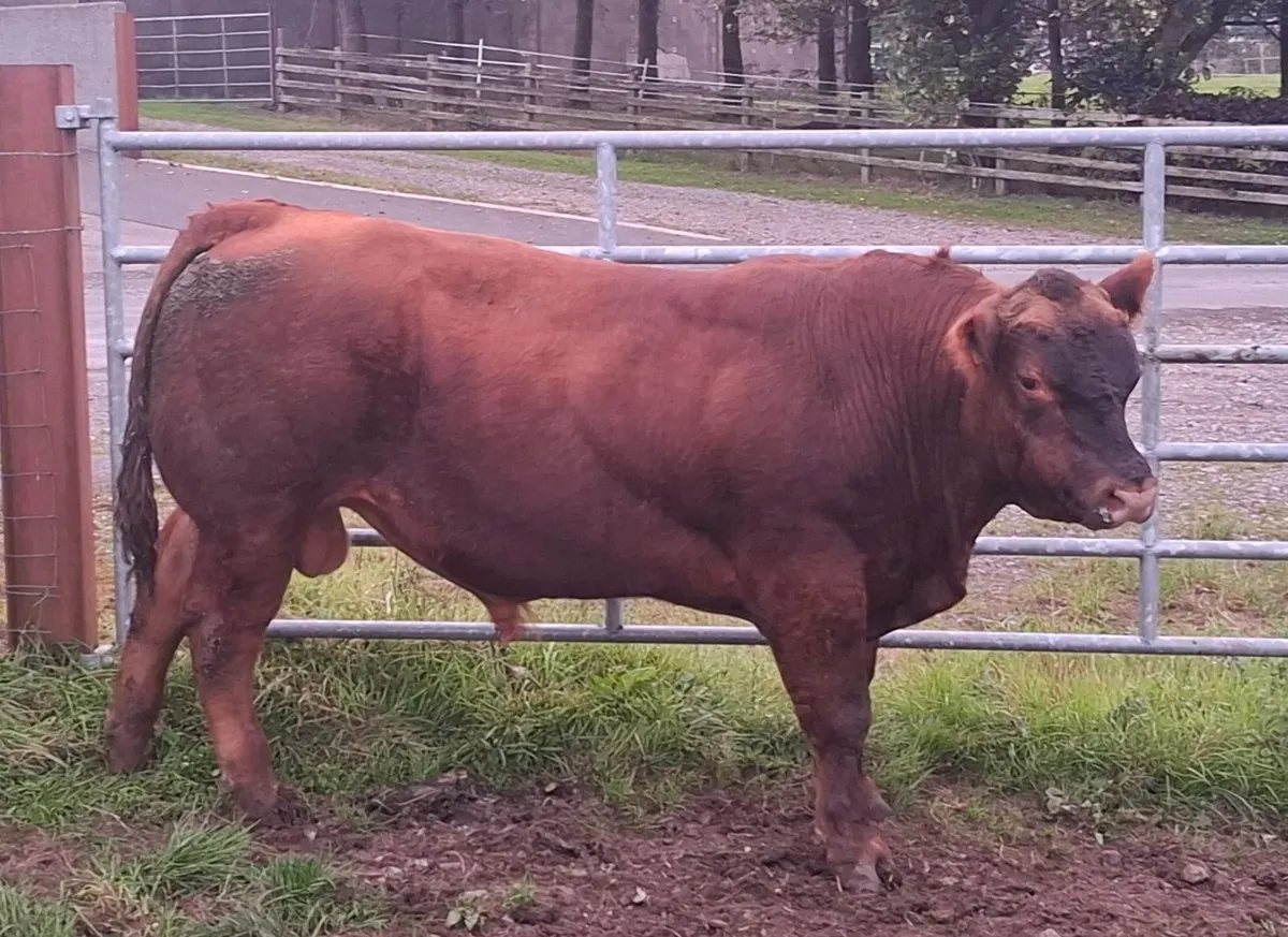 Angus bull - Image 1
