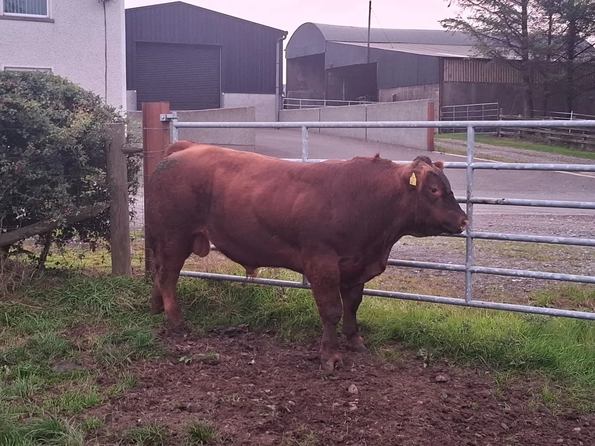 Angus bull - Image 3