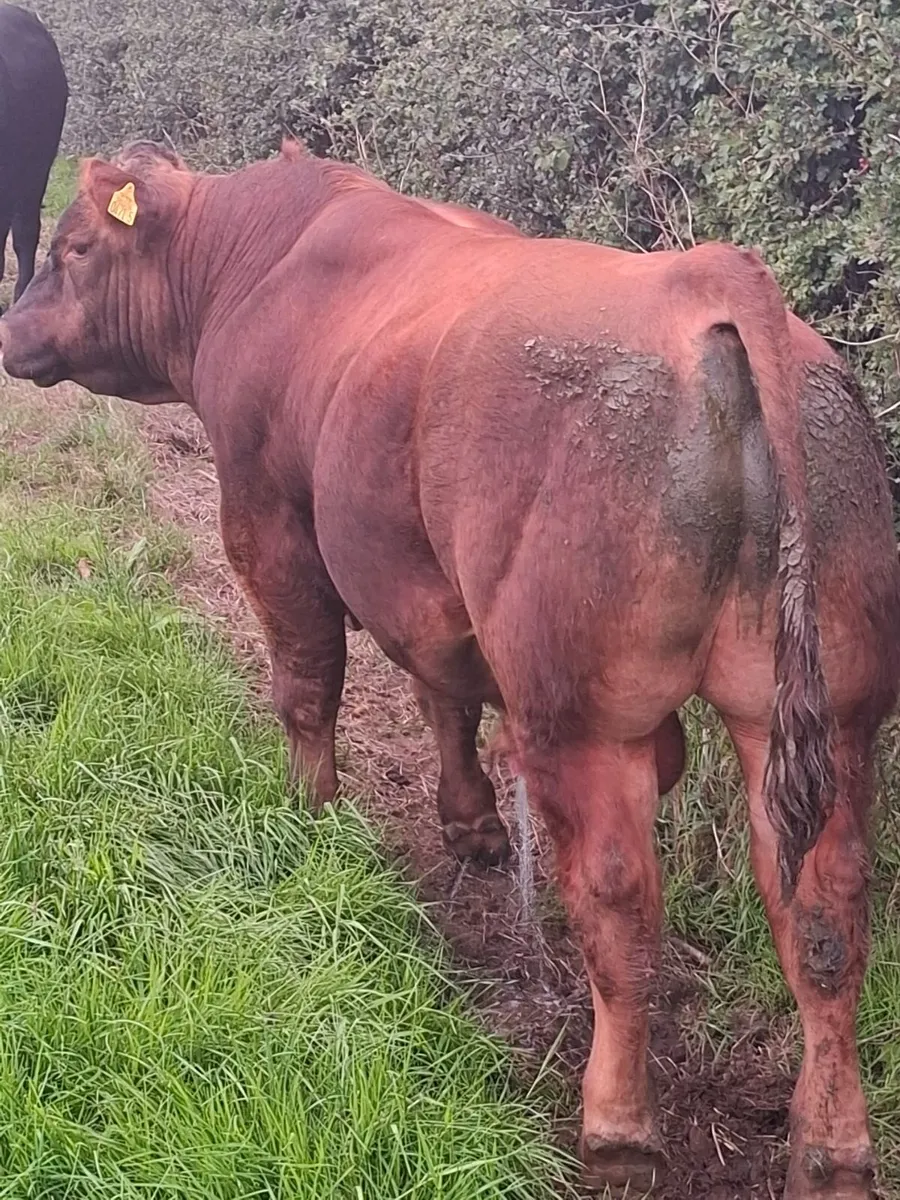 Angus bull - Image 2