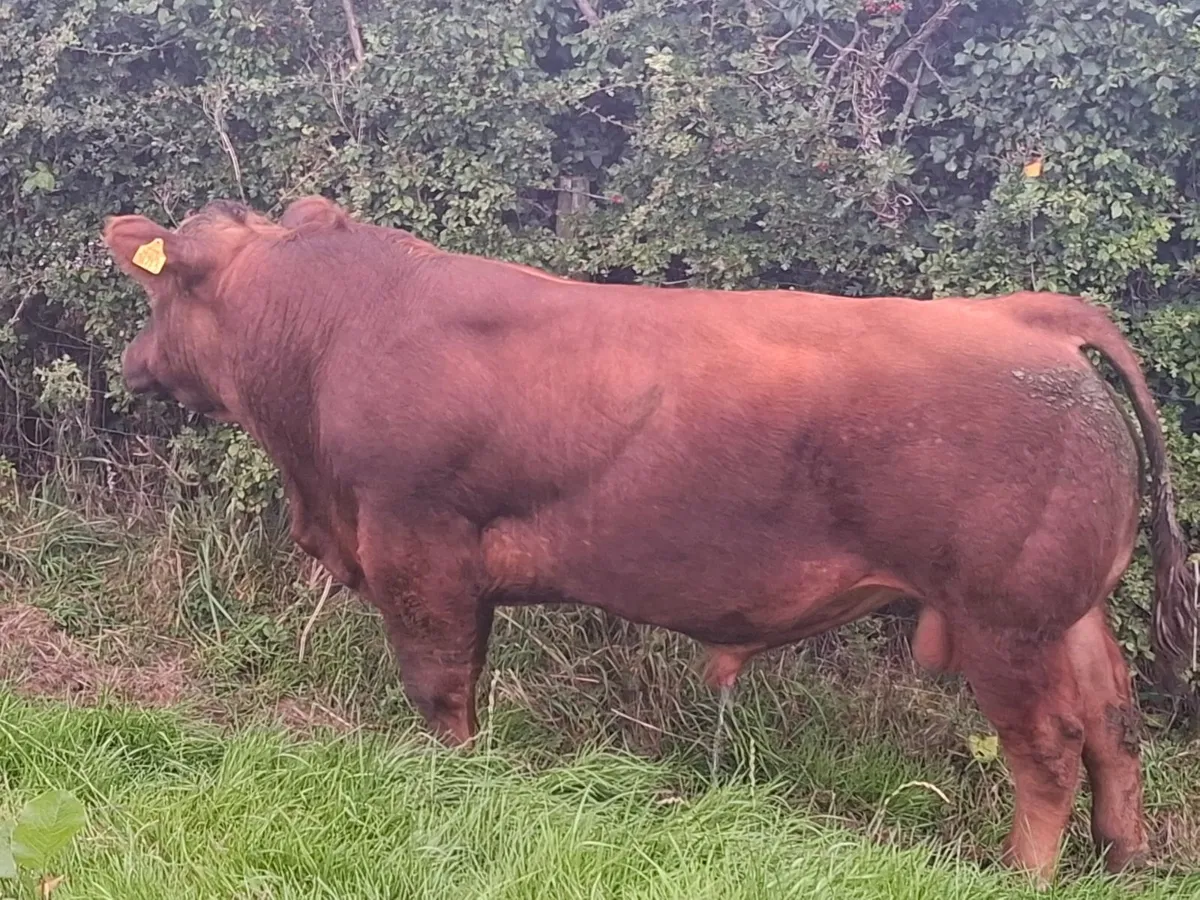 Angus bull - Image 4