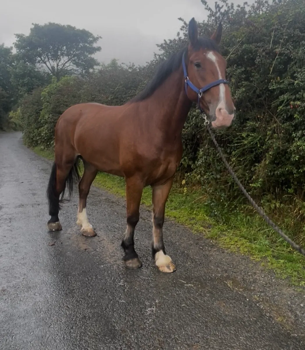 Quality 4 Year Old Gelding - Image 1