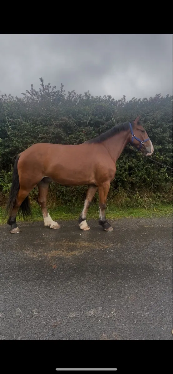 Quality 4 Year Old Gelding - Image 2