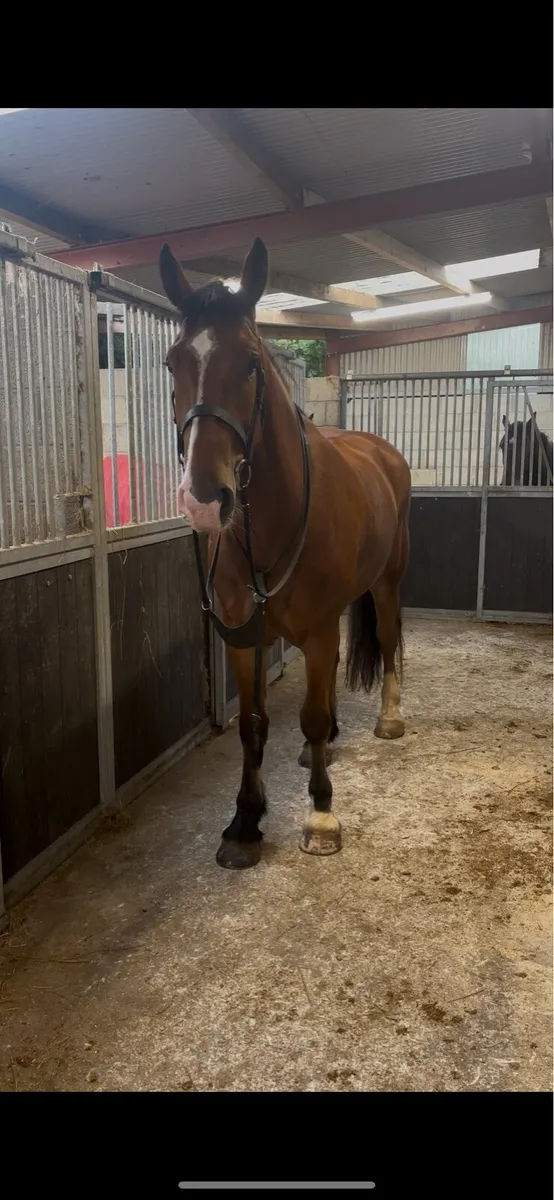 Quality 4 Year Old Gelding - Image 3