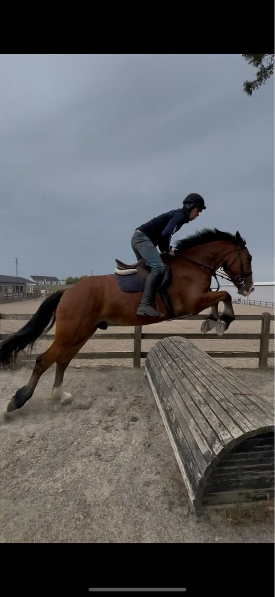 Quality 4 Year Old Gelding - Image 4