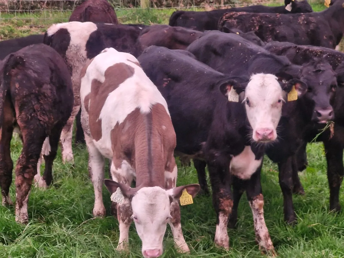 WELL REARED  WEANLINGS - Image 3