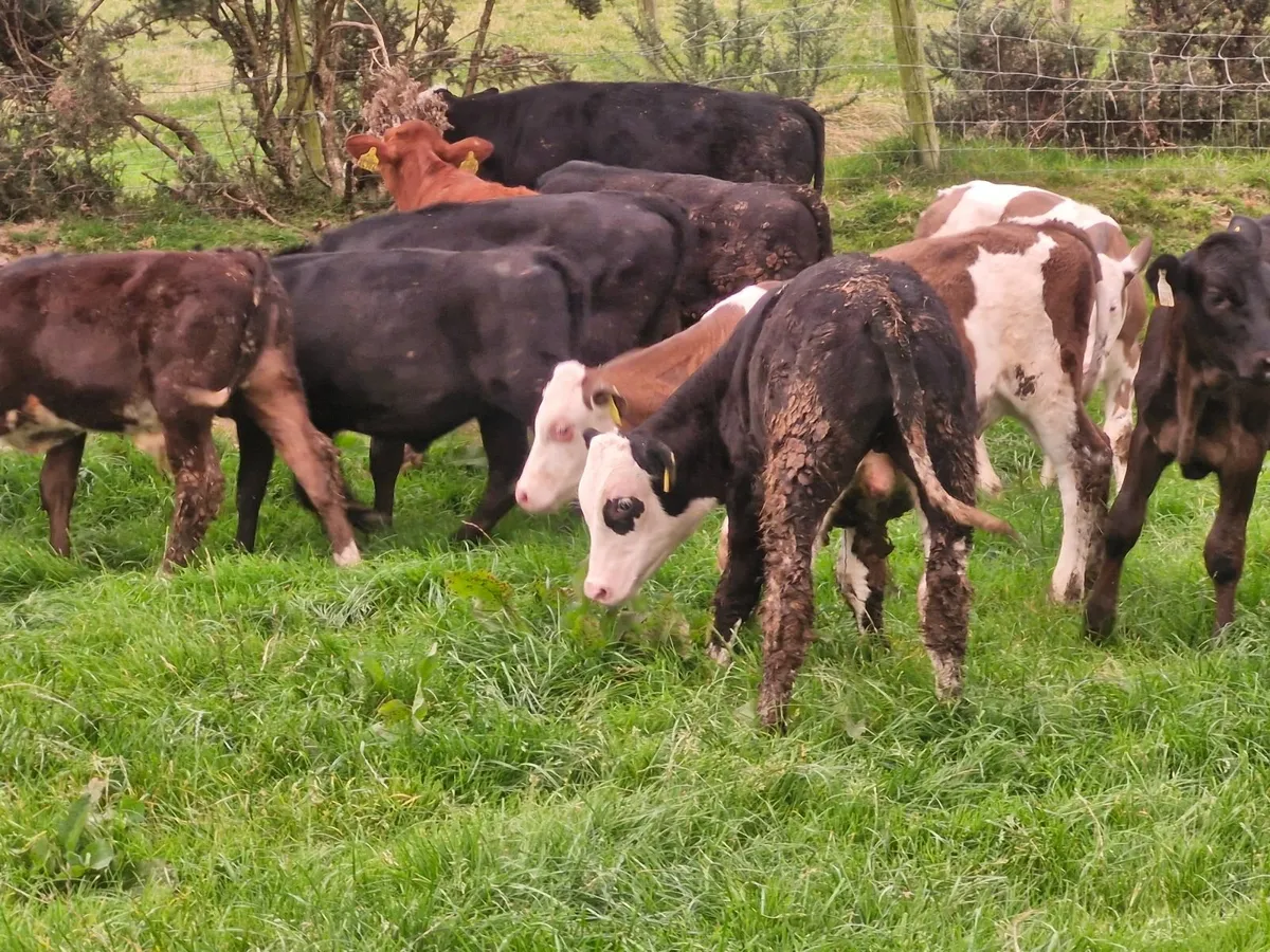 WELL REARED  WEANLINGS - Image 4