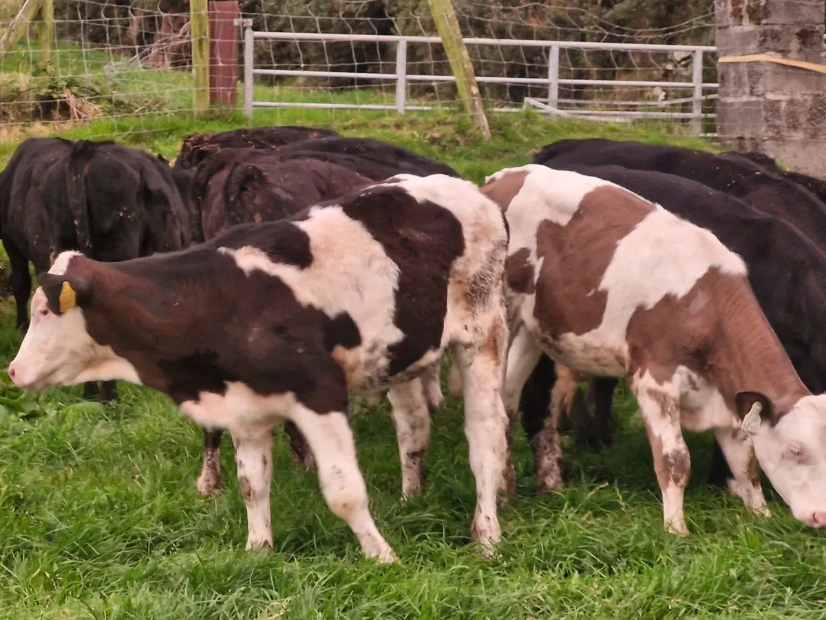 WELL REARED  WEANLINGS - Image 2