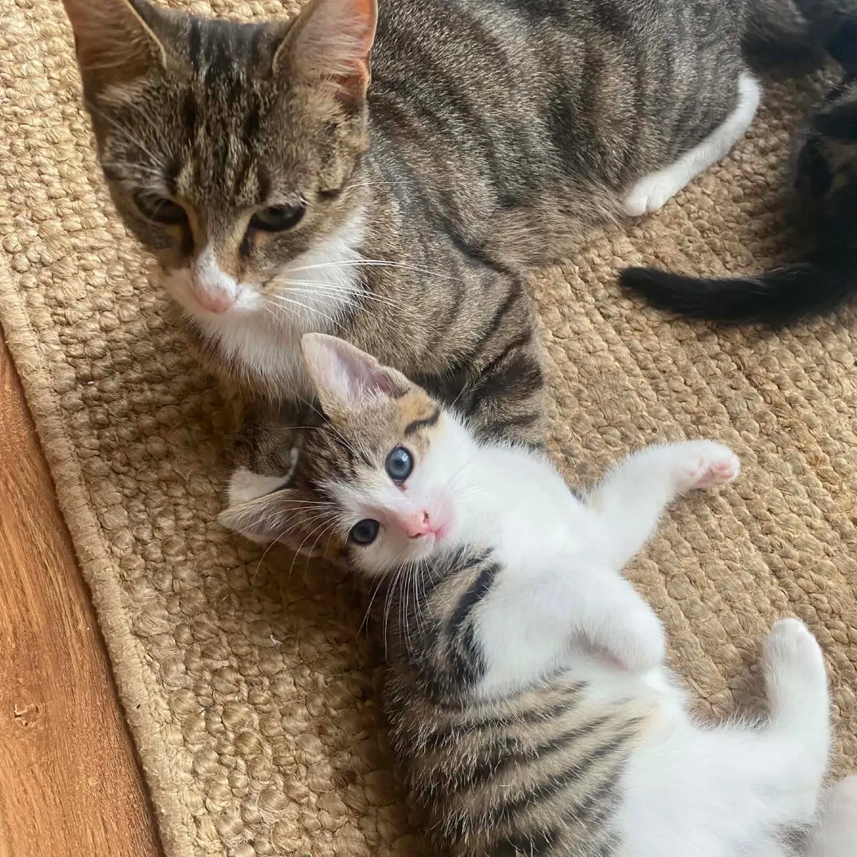 Cats - Image 1