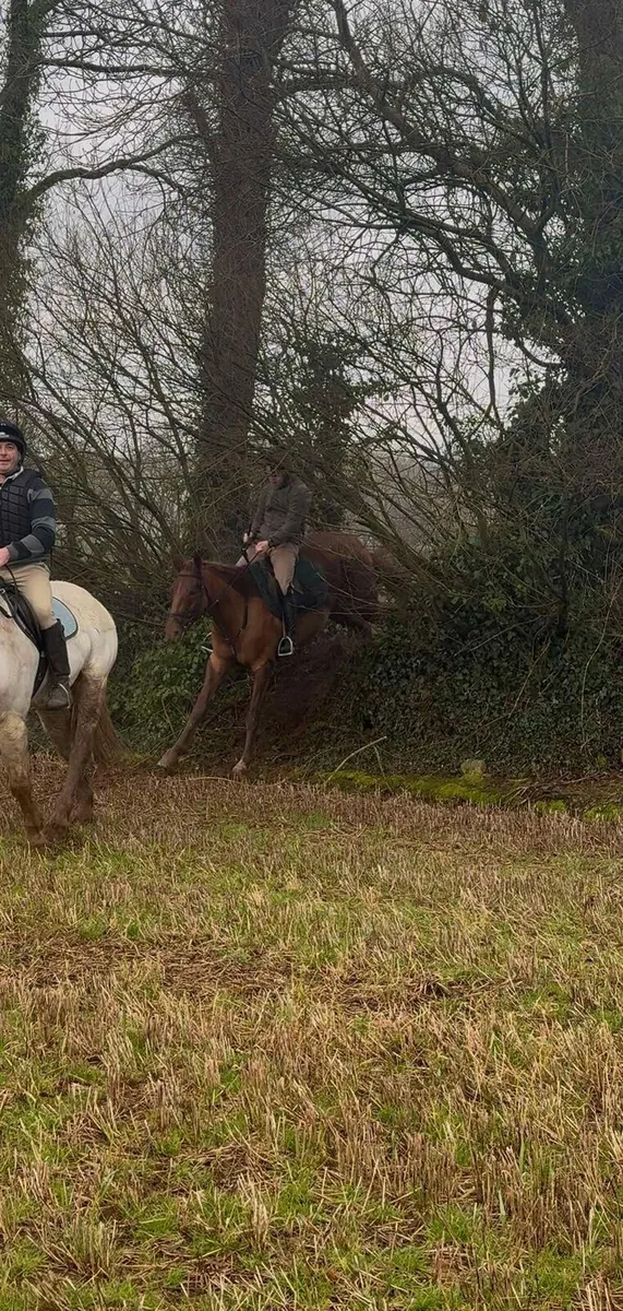 4YO ISH by Future Trend ex. Kings Master - Image 4