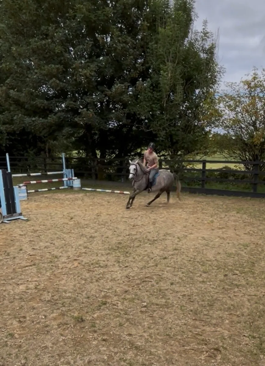 Connemara Mare - Image 2