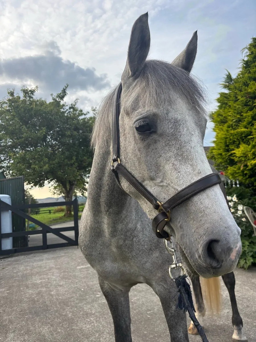Connemara Mare - Image 3