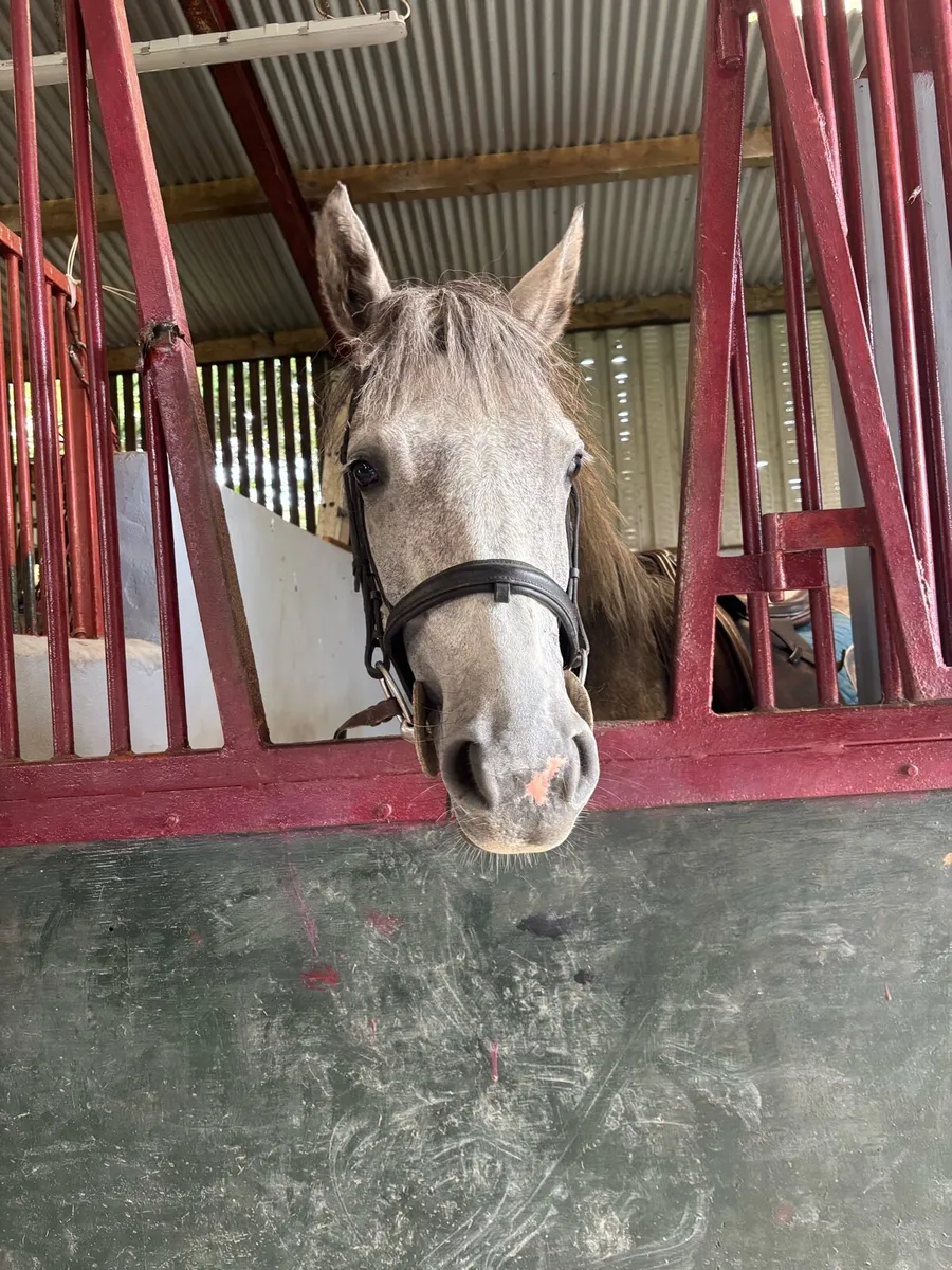 Connemara Mare - Image 4