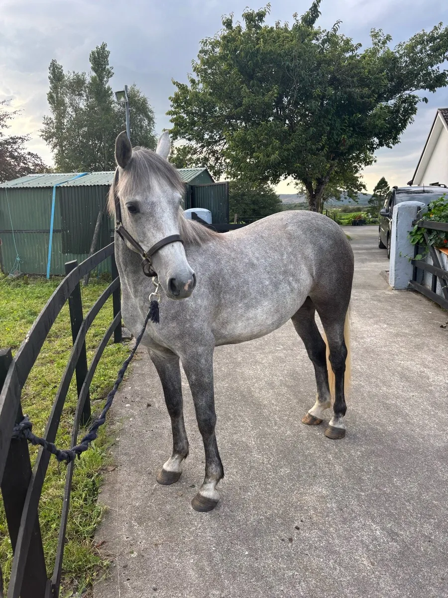 Connemara Mare - Image 1