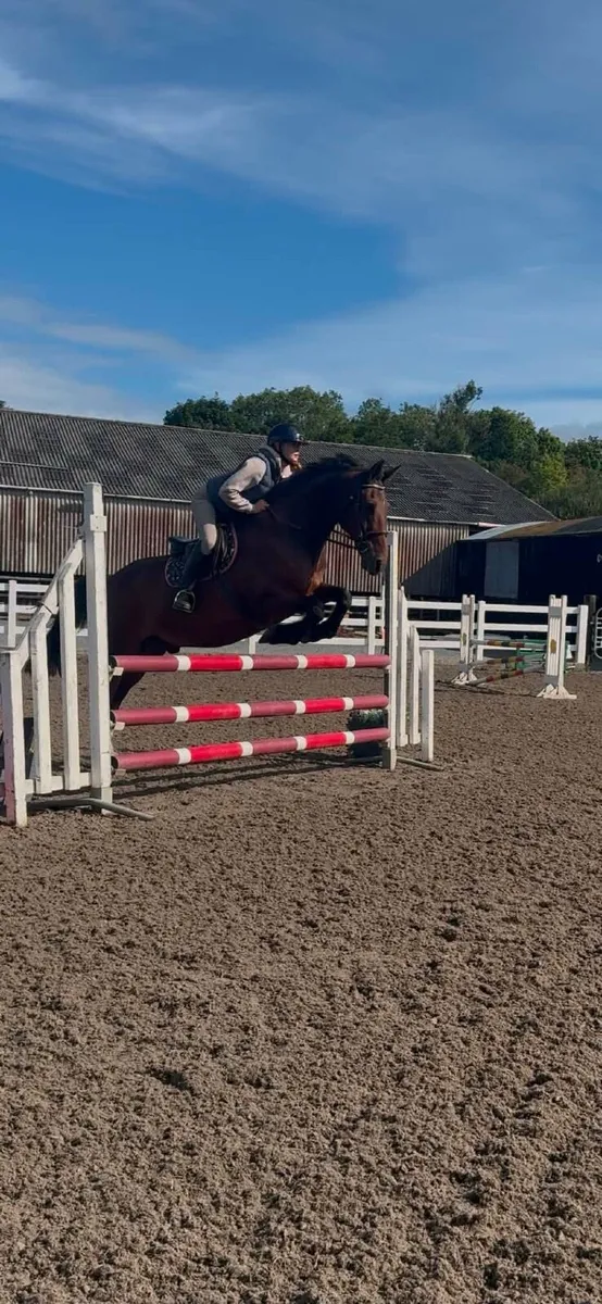 15 1hh 20 Yro Schoolmaster - Image 1