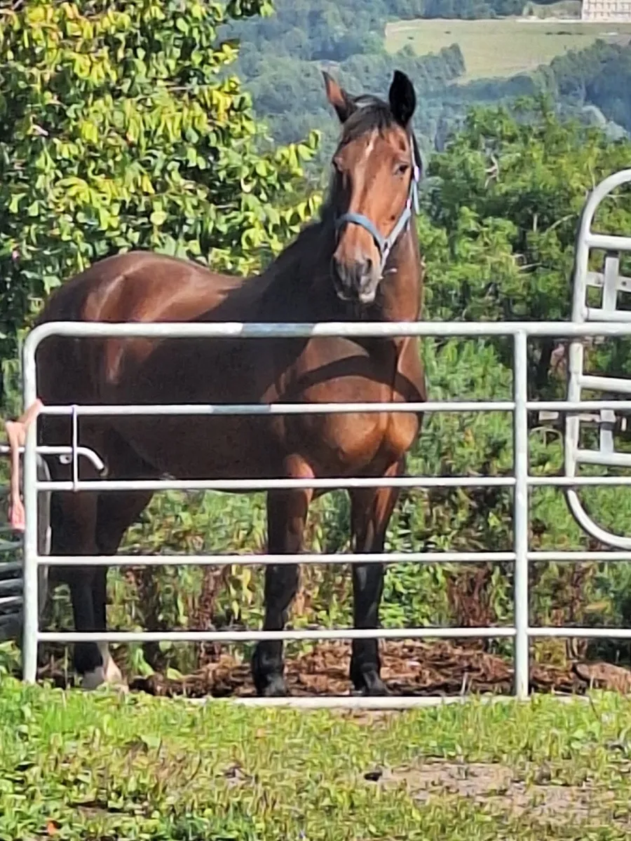 15 1hh 20 Yro Schoolmaster - Image 2