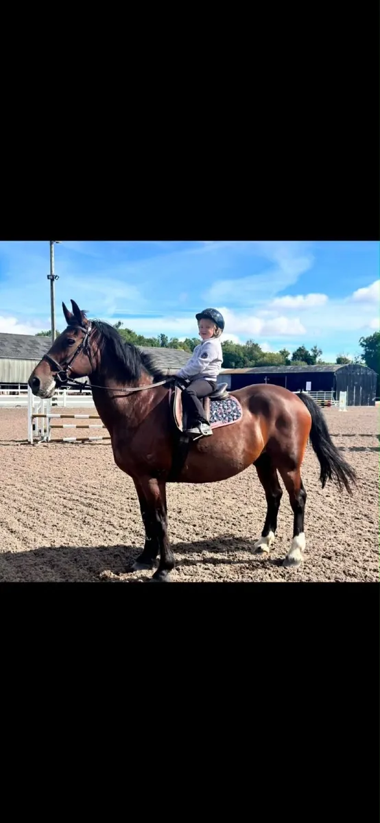 15 1hh 20 Yro Schoolmaster - Image 3