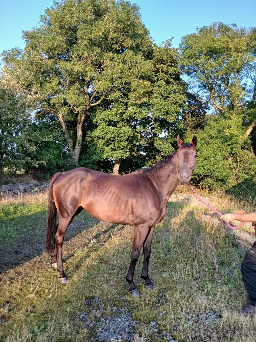 5yo TB Broodmare 16'3'' - Image 1