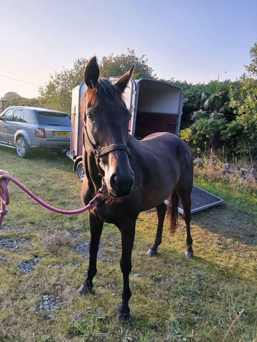 5yo TB Broodmare 16'3'' - Image 2