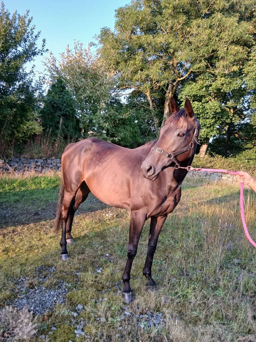 5yo TB Broodmare 16'3'' - Image 3