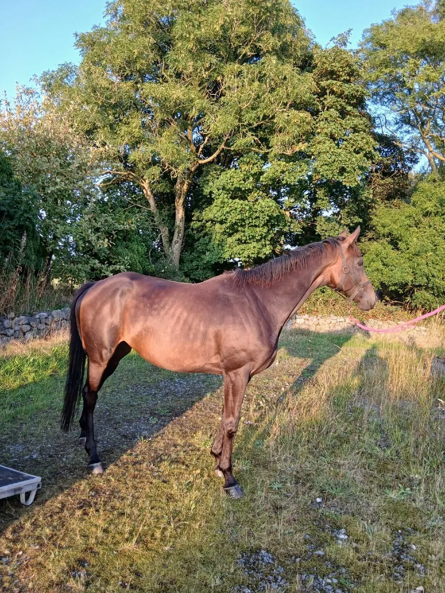 5yo TB Broodmare 16'3'' - Image 4