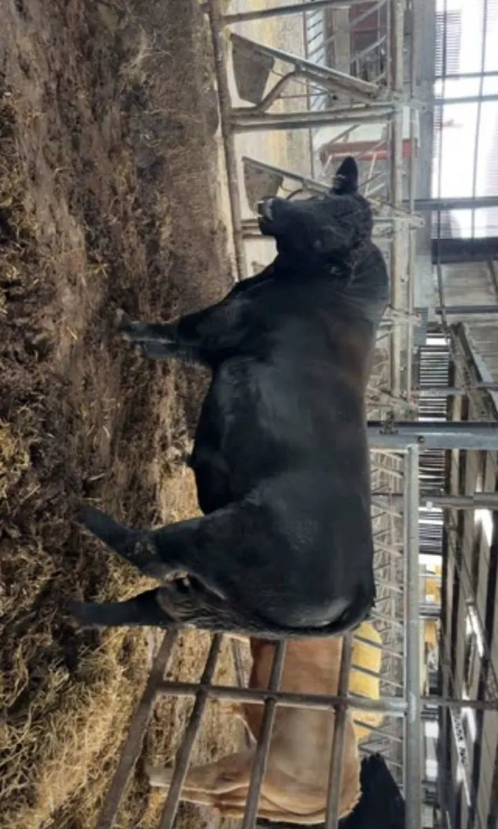 A.A. P.B. Bull - Image 4