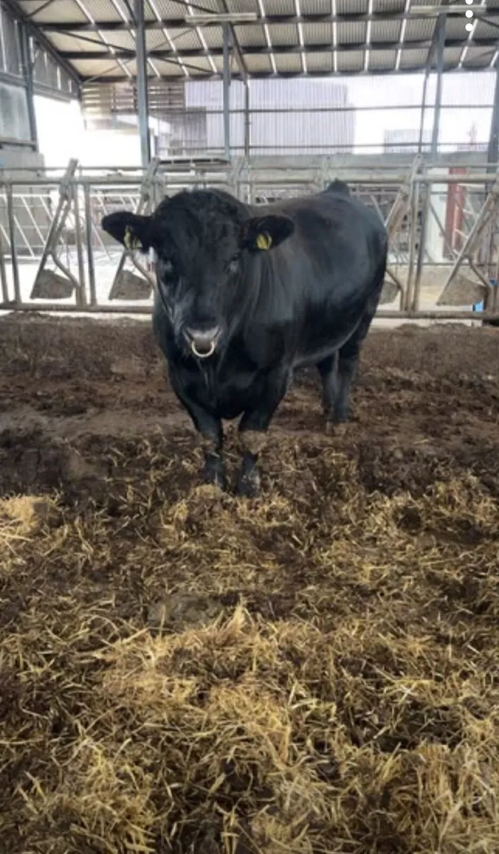 A.A. P.B. Bull - Image 1
