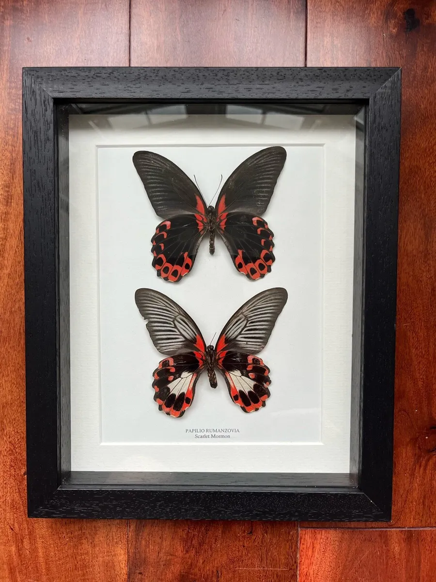 Framed Butterflies - Scarlet Mormon