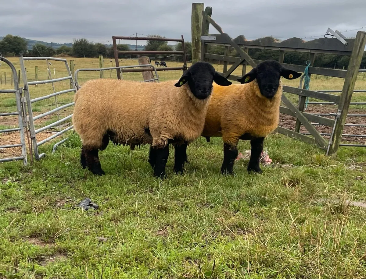 Pedigree Suffolk ram lambs - Image 1