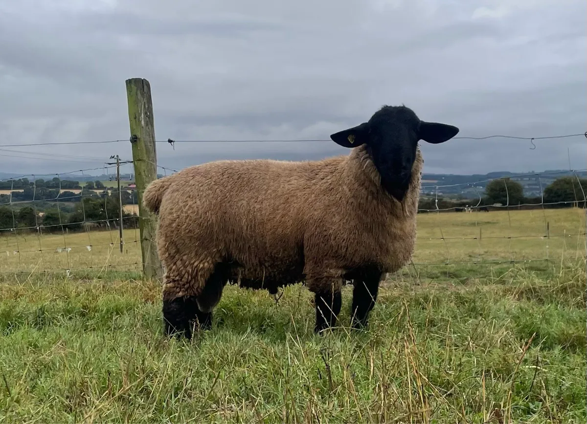 Pedigree Suffolk ram lambs - Image 2
