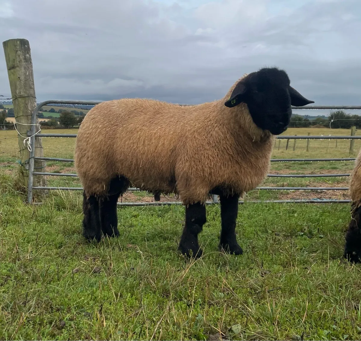 Pedigree Suffolk ram lambs - Image 3