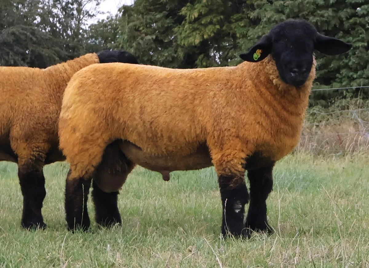 Pedigree Suffolk ram lambs - Image 4
