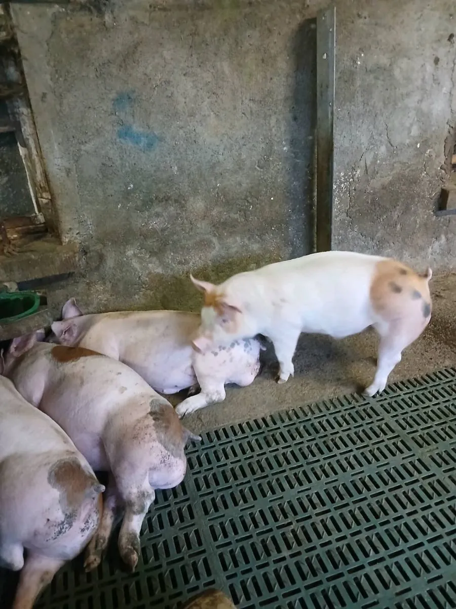 Free range fat pigs - Image 1