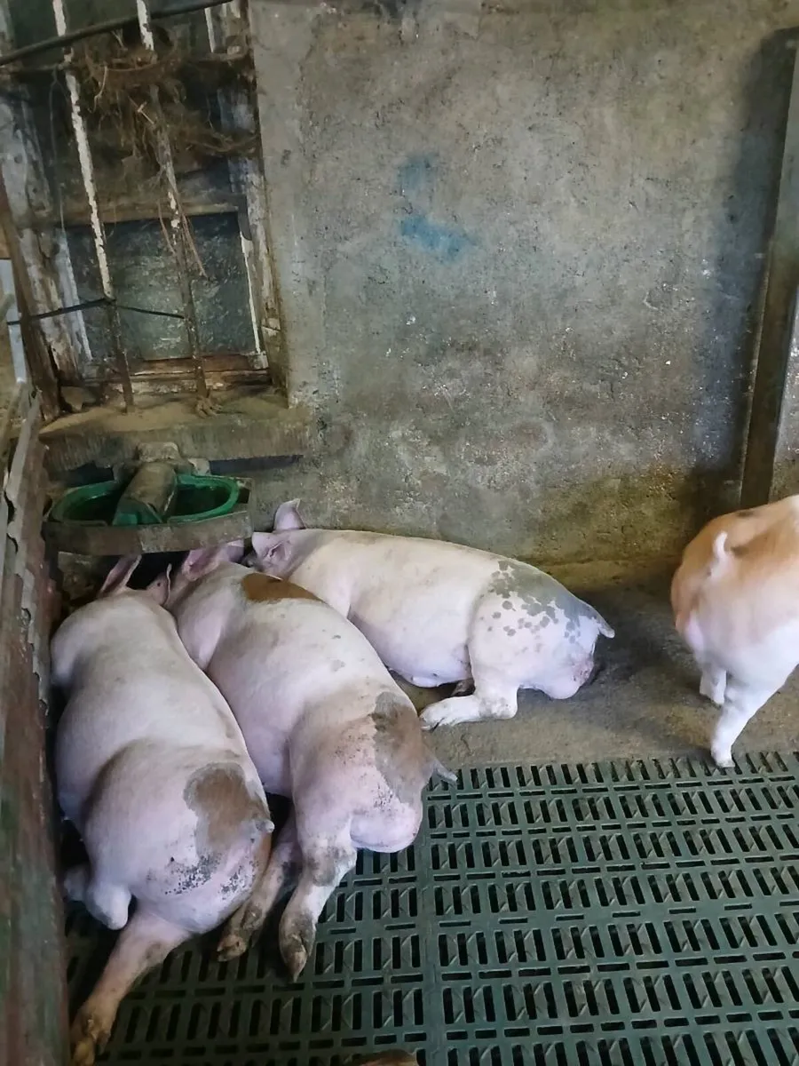 Free range fat pigs - Image 2
