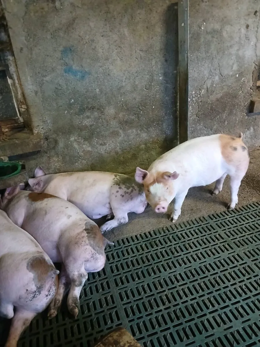 Free range fat pigs - Image 3