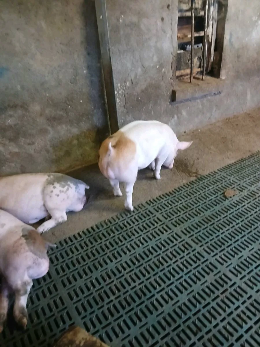 Free range fat pigs - Image 4