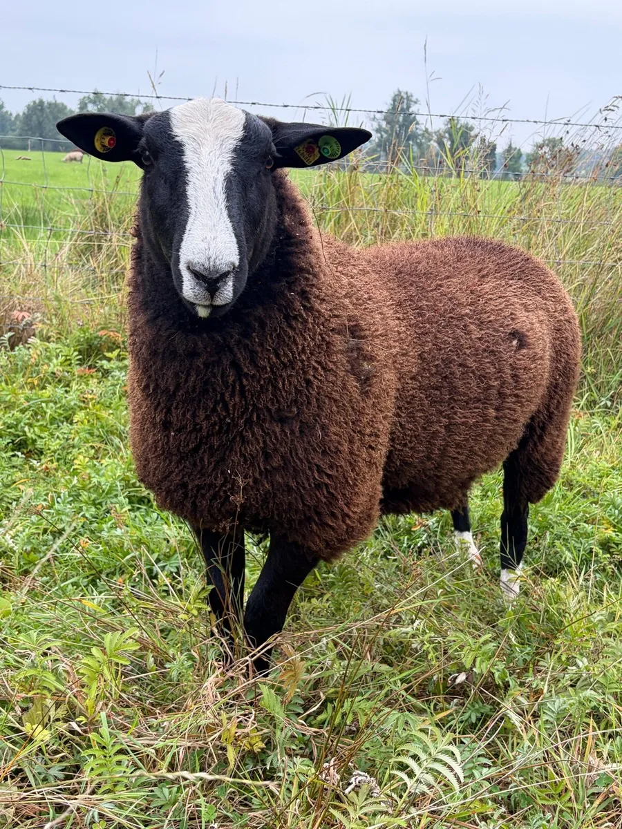 Zwartble Ram and ewe lambs - Image 2