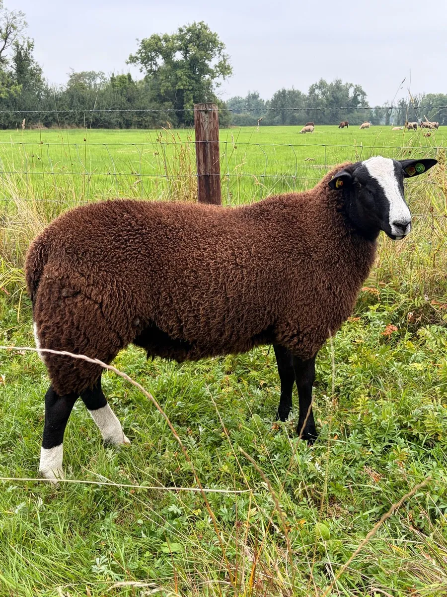 Zwartble Ram and ewe lambs - Image 1