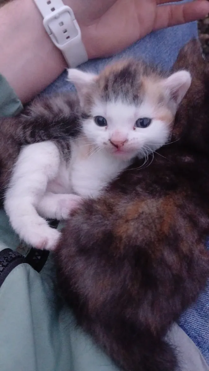 Kitten - Image 2