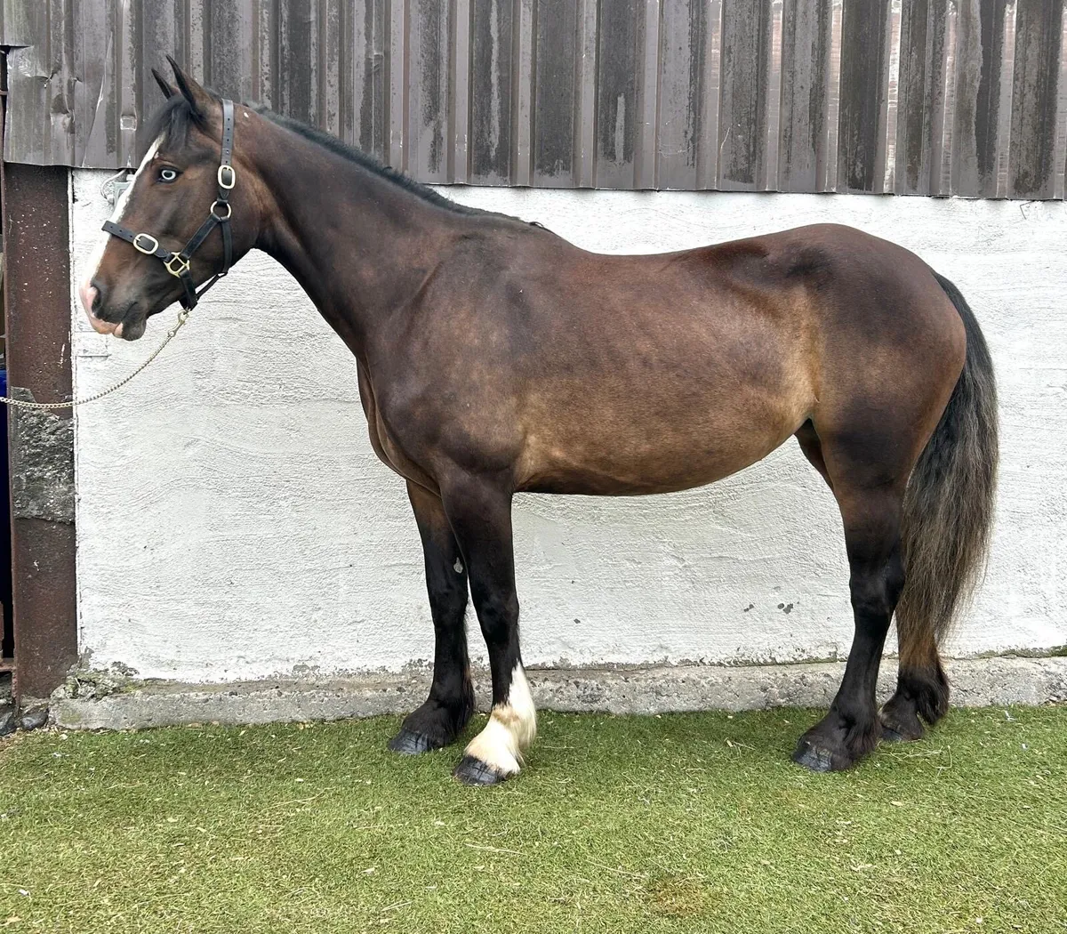 4 year old riding mare will be in drumshanbo 29/08 - Image 2