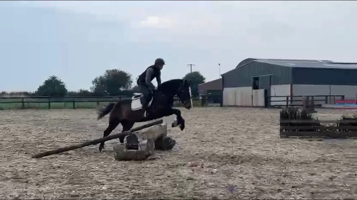 4 year old riding mare will be in drumshanbo 29/08 - Image 1
