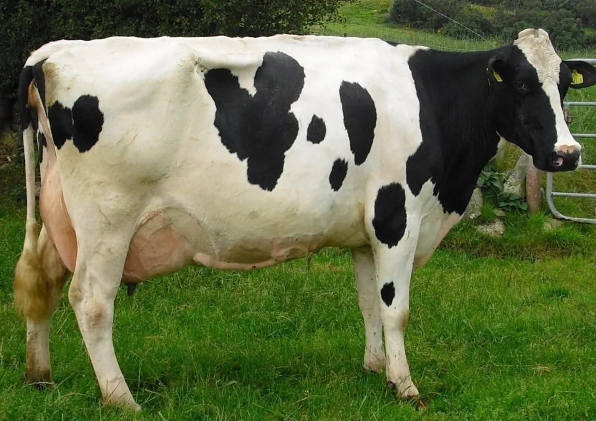 Wanted - cow to rear calf